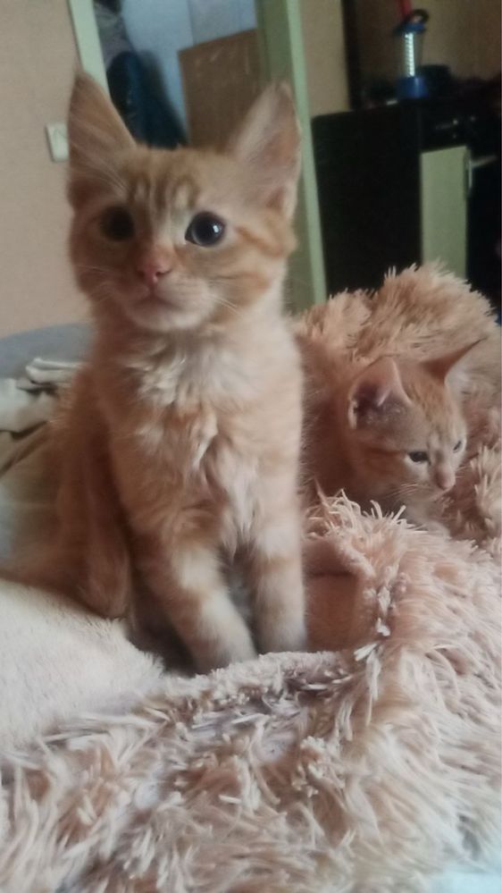 Котята в добрые руки!