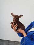 Chihuahua chłopczyk