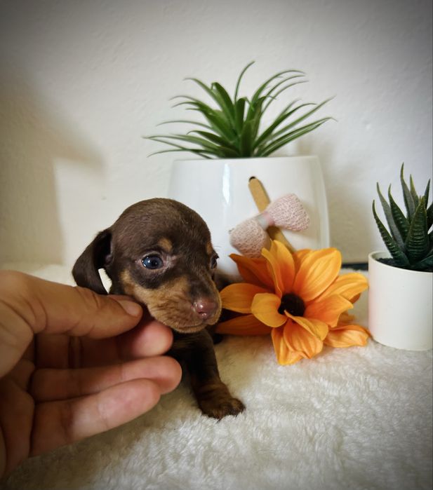 Excelente menino teckel kanichen chocolate