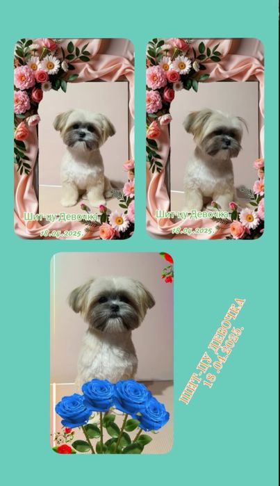 Шит-цу продам є 1 дівчінка і 1 хлопчік