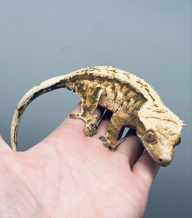 Gekon orzęsiony samica