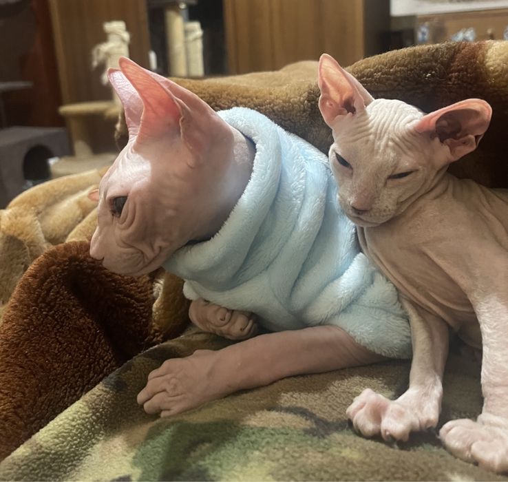 Донський сфінкс кошенята білого кольору , 2 місяці