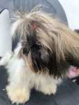 Shih tzu suczka z marca