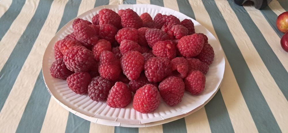 Sadzonki malin Polesie