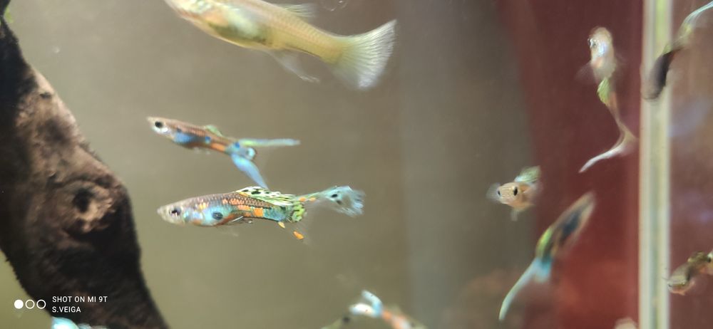 Guppys Endler Hybrid Delta Fan Tail jovens