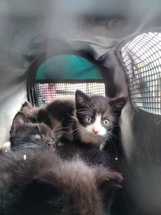 Za darmo oddam dam kot koty kotki małe