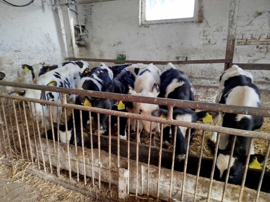 Sprzedam Byczki Żarłaki