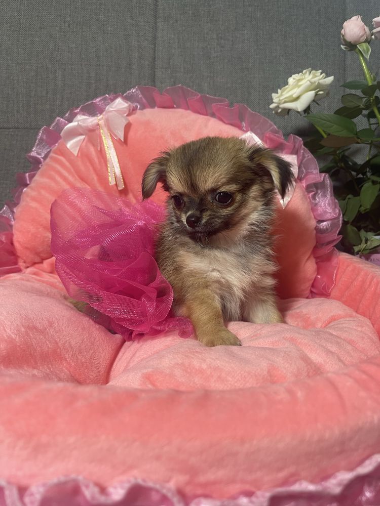 Malutka sunia chihuahua Cornelia