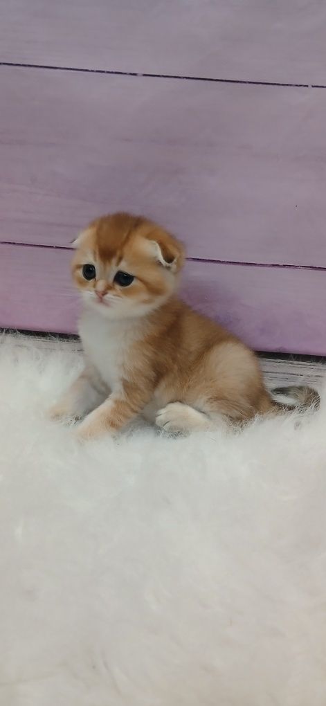 Хлопчик золотої шиншили