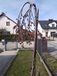 Rajska jabłoń pendula drzewko