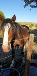 Cavalo Garanhão e Égua com potro
