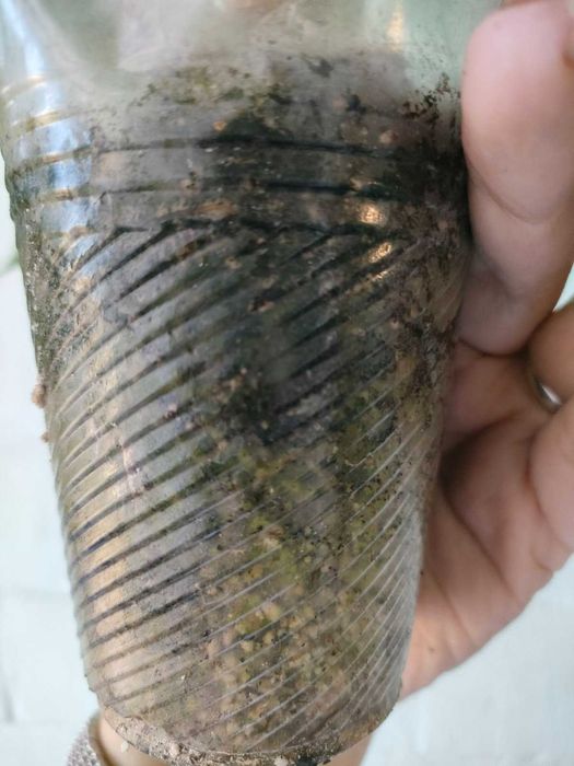 Філодендрон джангл бугі, Jungle Boogie