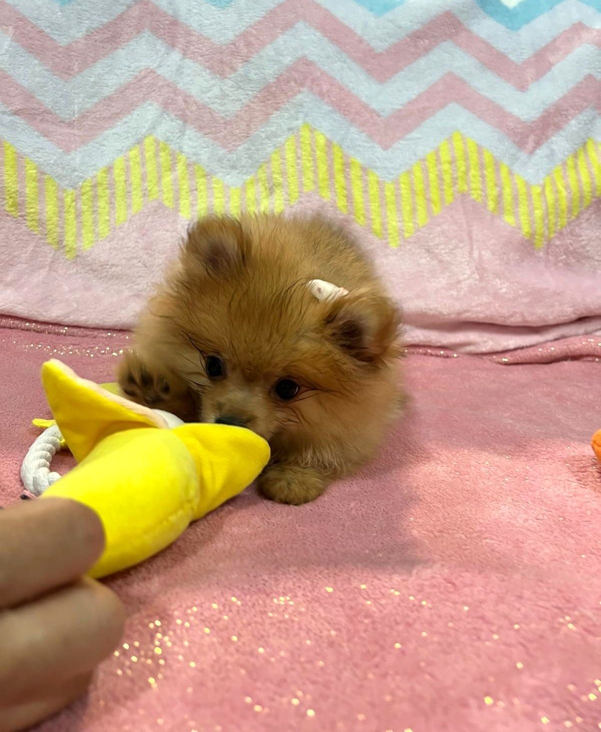 Lulu da Pomerânia menina Mini com Lop e Afixo
