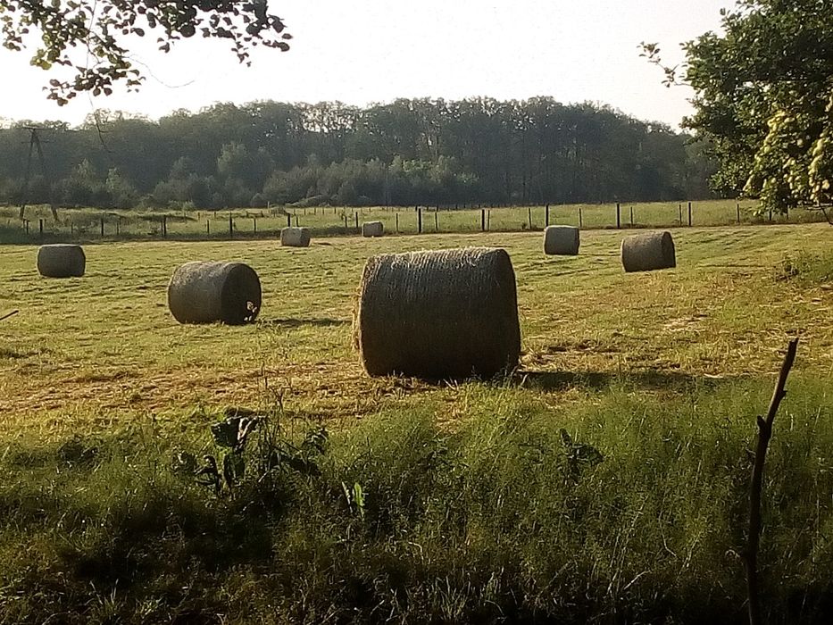 Siano baloty 120 sezon 2025