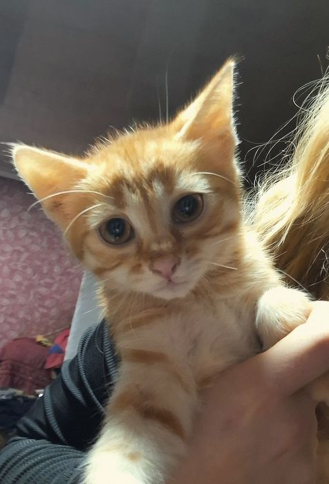 Котики шукають люблячу сім'ю