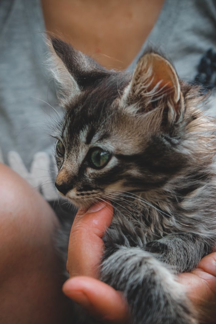 Віддам гарненьких кошенят