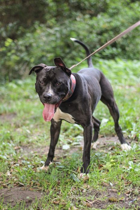 Ali 2 letni pitbull amstaff szuka domu