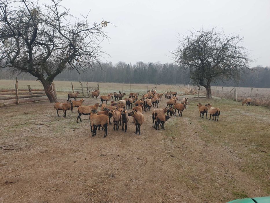 Barany Baranki Owce Kameruńskie