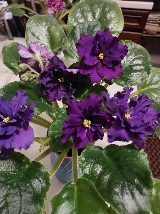 Не дорого, взрослые цветущие фиалки