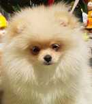 Szpic miniaturowy pomeranian śliczna suczka