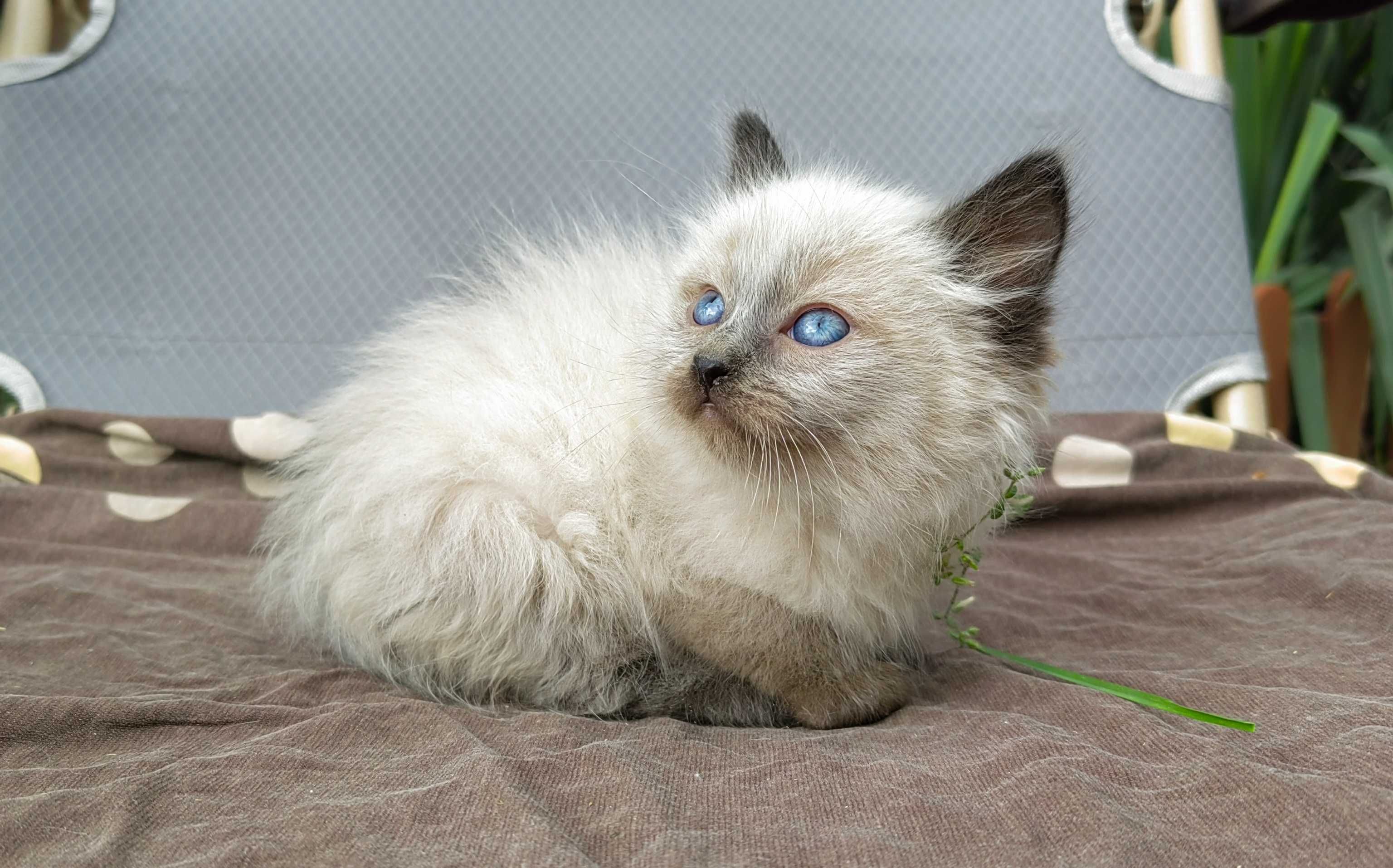 Kocurek Ragdoll.       .