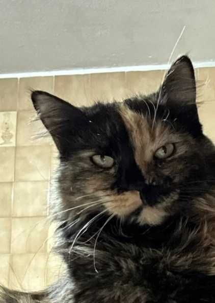 Gatinhos com mais de 4 meses para adoção responsável