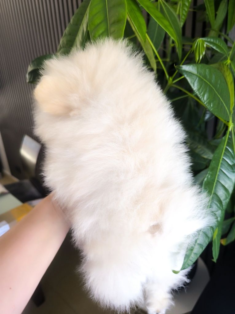 Spitz Anão .Lulu da Pomerânia . Mini. Pronto para entrega