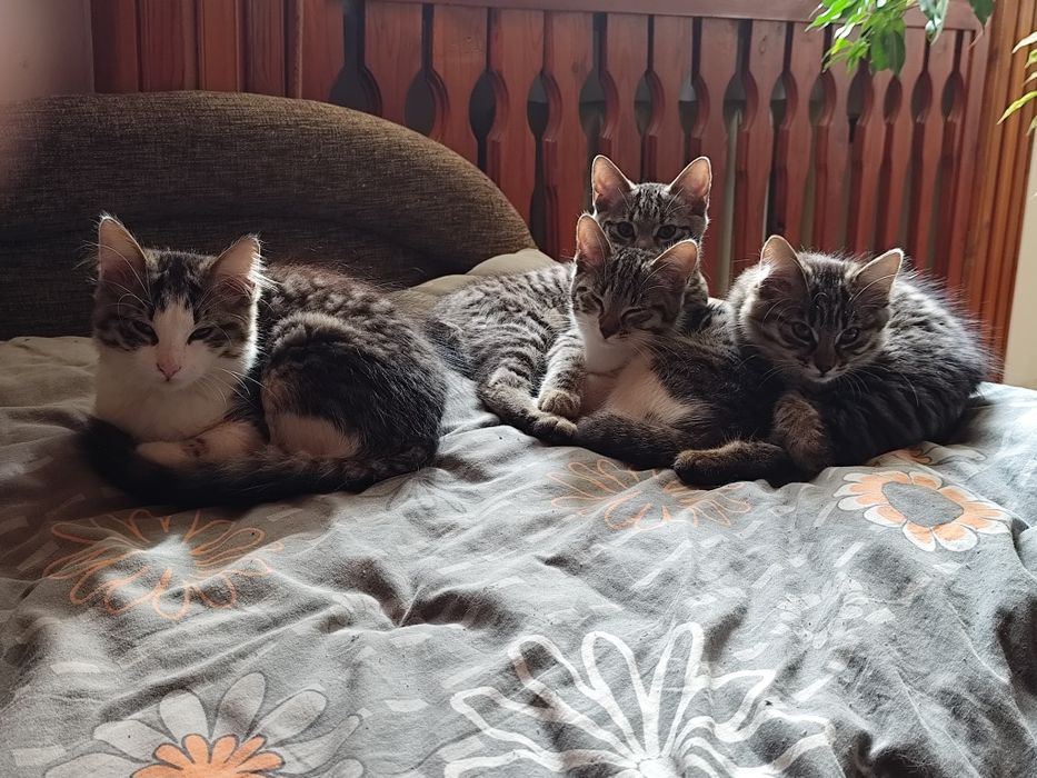 Cztery małe koty szukają domu