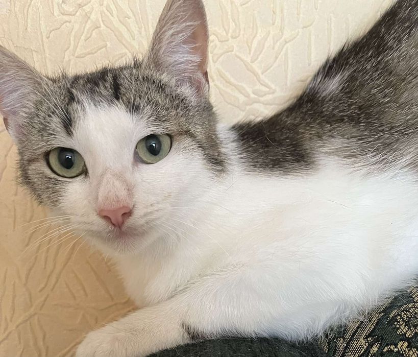 Красивая девочка в добрые руки.