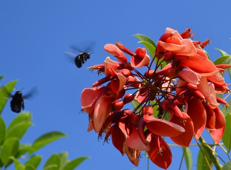 Erythrina Crista-galli - sementes