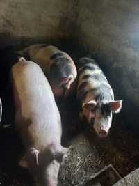 Продам свині живою вагою 160-200 кг .