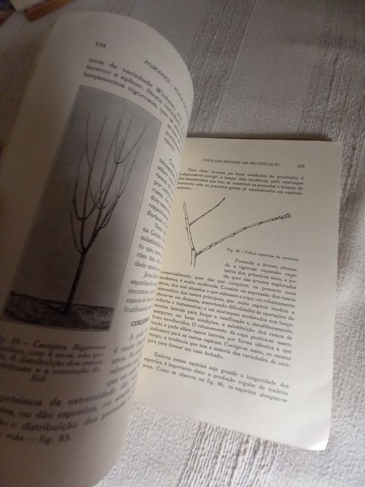 Pomares Poda das Fruteiras e Monda dos Frutos Vieira Natividade