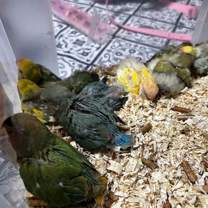 Agapornis roseicollis para criar há mão.