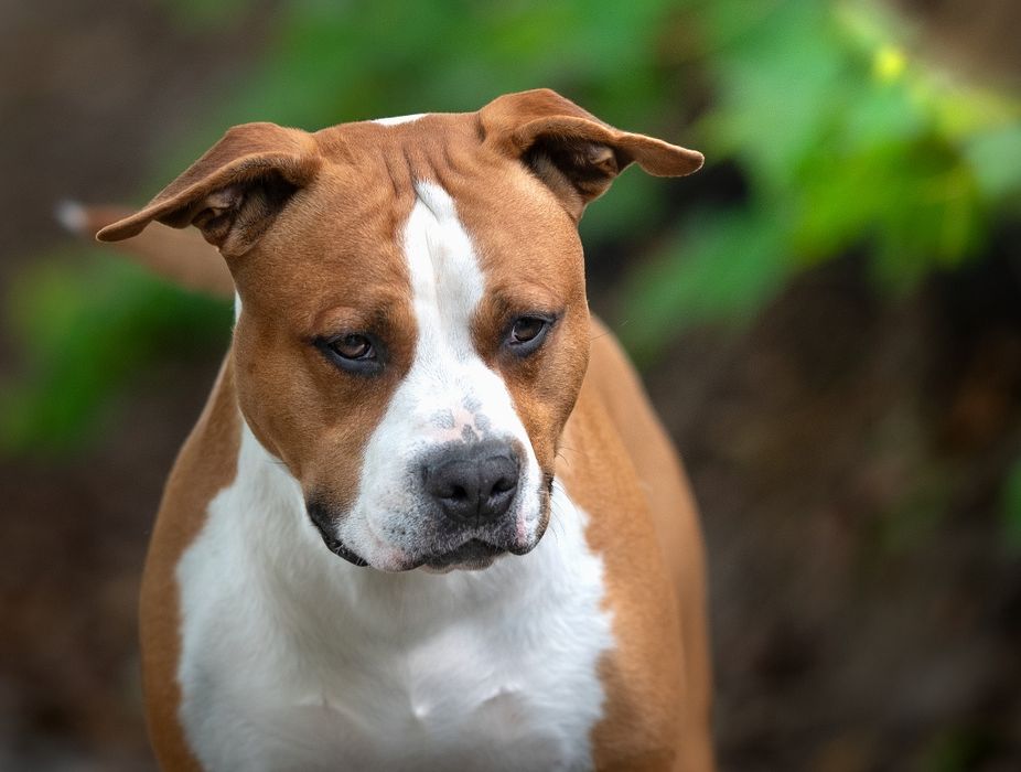 Samczyk American Staffordshire Terrier ZKwP FCI