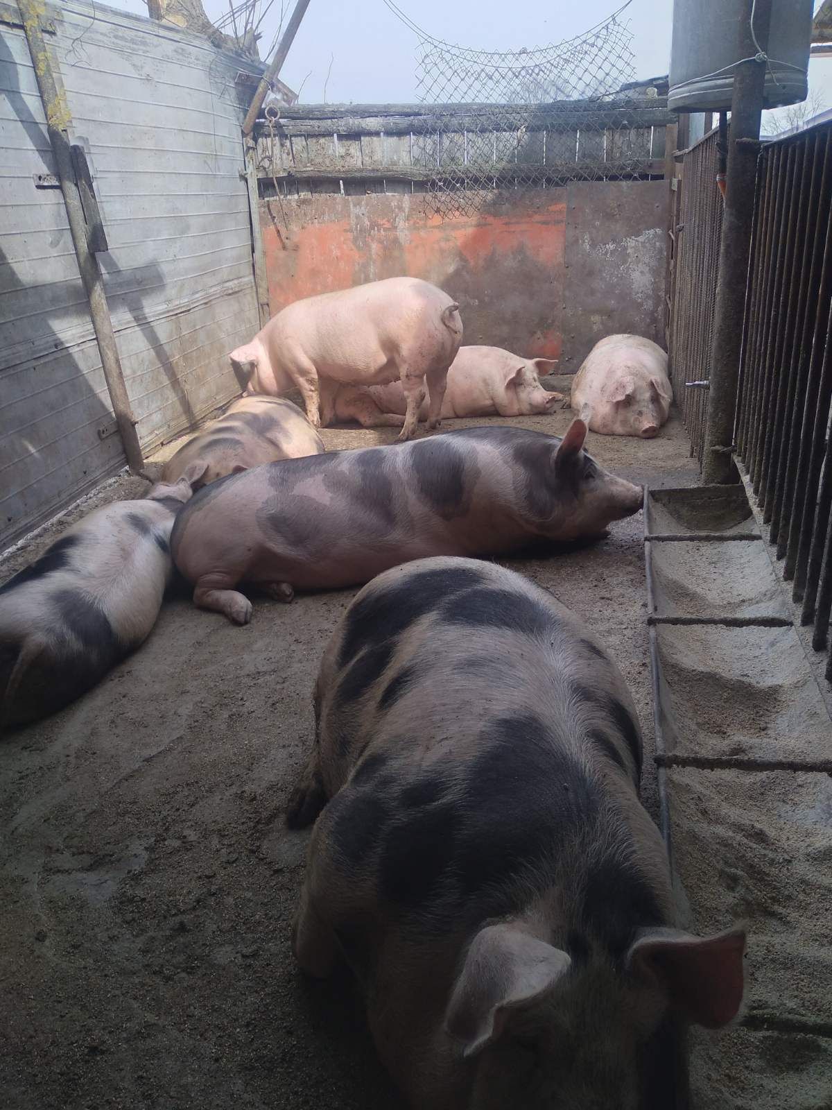 Свині від 80 кг-140 кг.