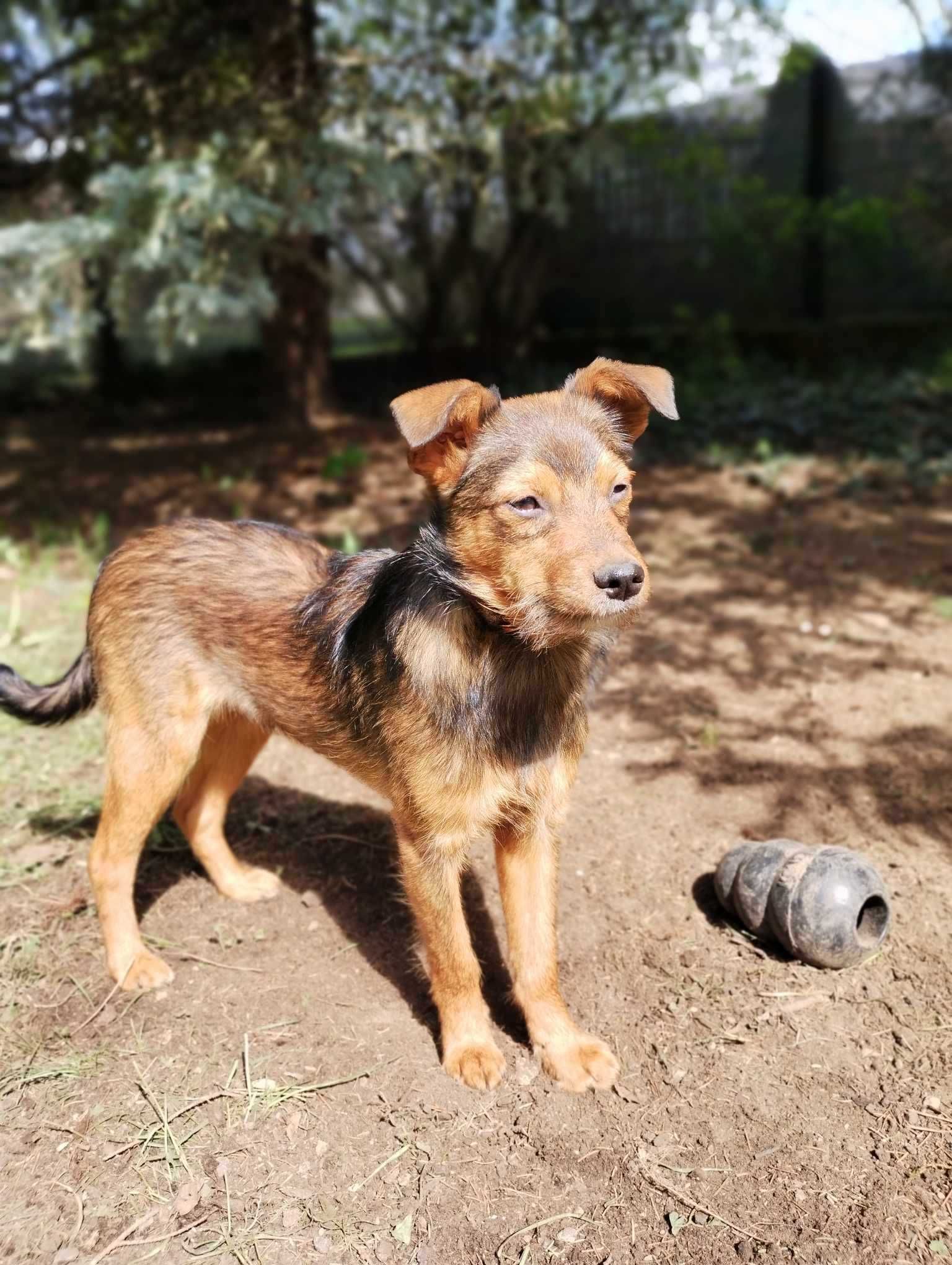 Choco - 7 miesięczny, słodki szczeniak w typie teriera szuka domu