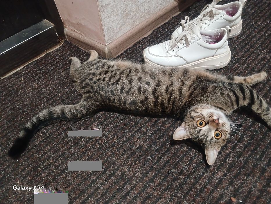 Кошенята бомбейської кішки