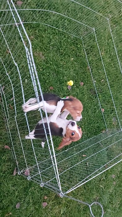 Szczeniak suczka Beagle