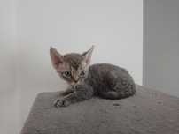 Kocurek Devon Rex  "BOULI"
