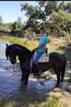 Cavalo preto capado