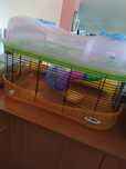 Gaiola hamster como nova