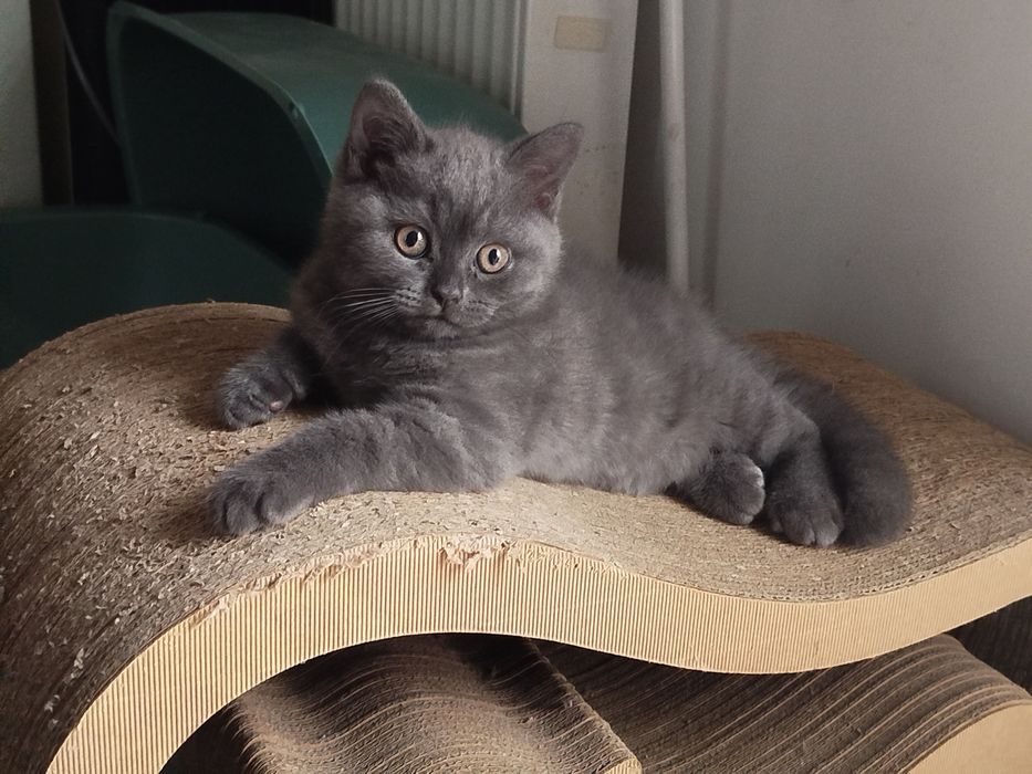 Kotka brytyjska niebieska