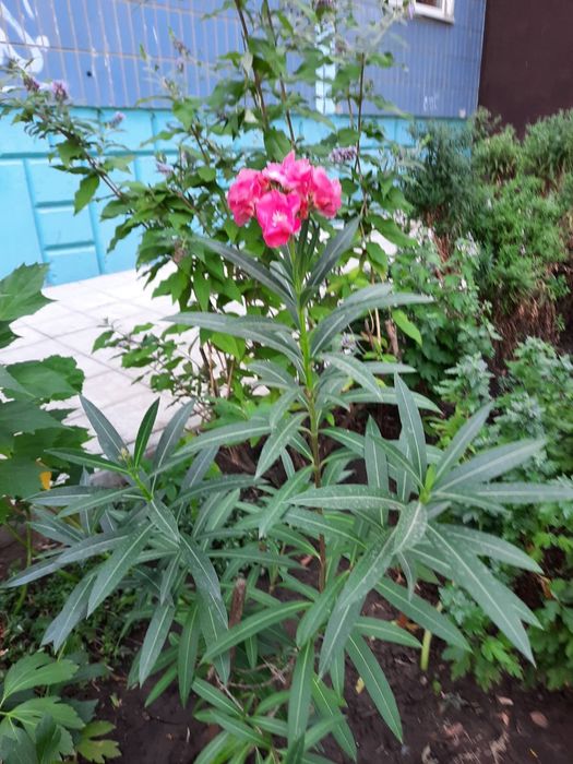 Продам цветущий олеандр