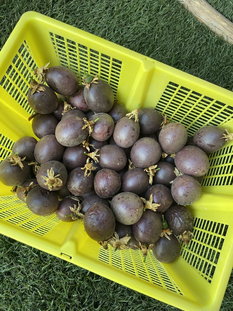 Maracujá roxo 4€kg