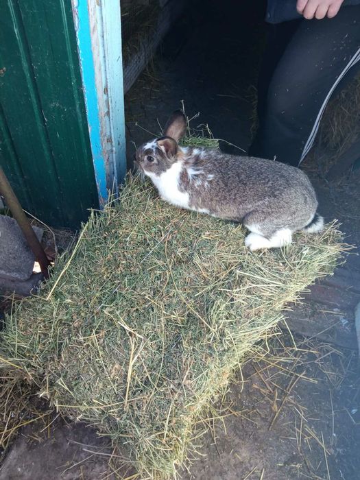 Продам кроликів 150грн/кг.