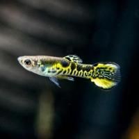 Endler tigre FanTail