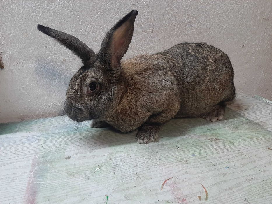 Królik, rasa mieszana Belg i Srokacz, samce, samiczki