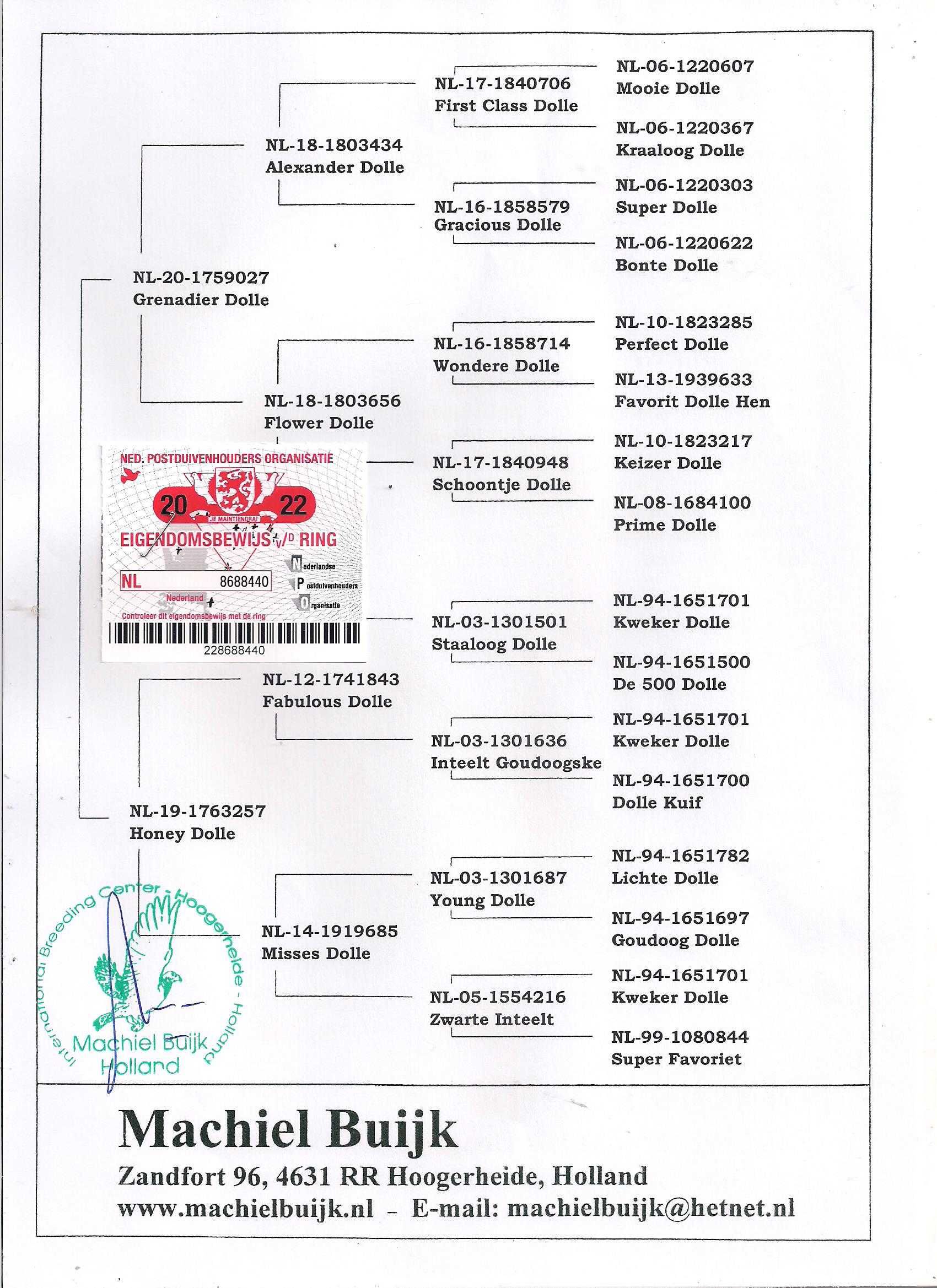 Młode Ardeny Org M. Buijk Para 128 gołębie pocztowe gołąb daleki dyst