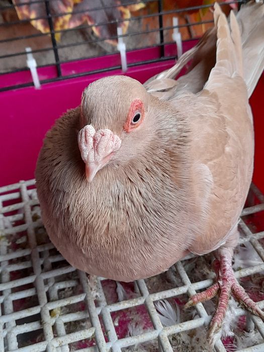 Gołębie indiany żółte