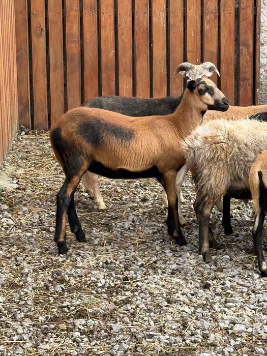 Mloda owieczka kamerunska